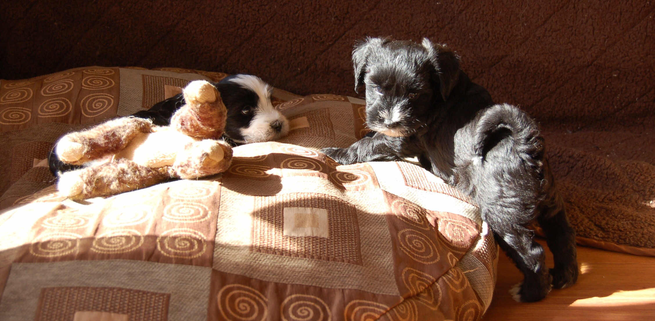 Click anywhere in the picture to follow the puppies on their adventure to Euphoria Tibetans
